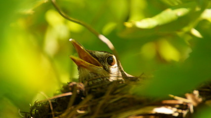 Amsel mit offenem Schnabel in ihrem Nest