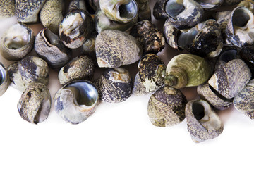 Cooked sea snails