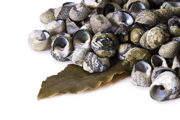 Cooked sea snails