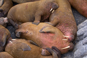Life Atlantic walruses at haul out sites is (at most) of sleep and small conflicts with neighbors