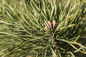 fresh needle leaves on pine branch at spring