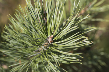 Naklejka na ściany i meble fresh needle leaves on pine branch at spring