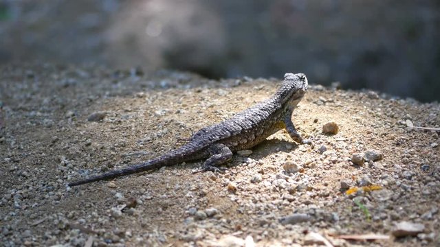 High quality video of lizard in 4K