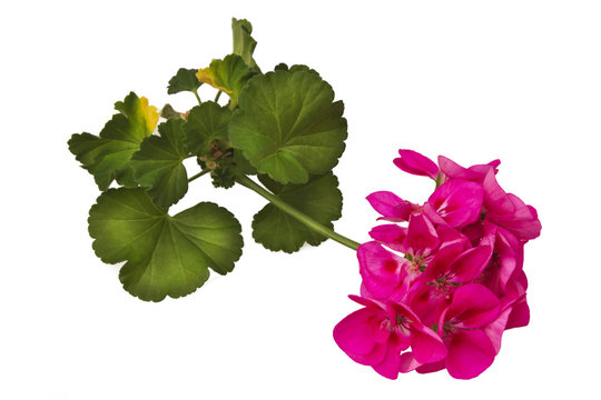 Pink geranium