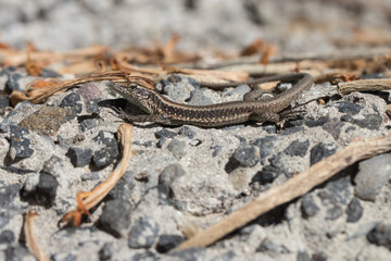 Mauereidechse (Podarcis dugesii)