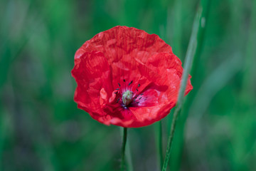 Single poppy in the green grass blurred background