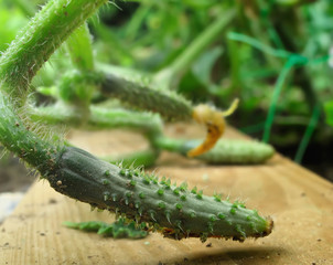 pied de petit concombre au jardin !