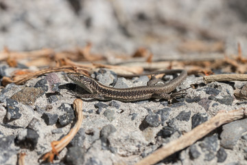Mauereidechse (Podarcis dugesii)
