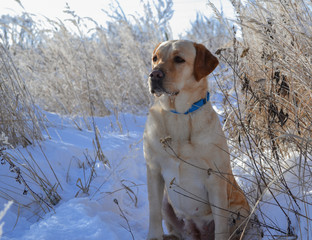 Winter dog portrait Labrador in winter park