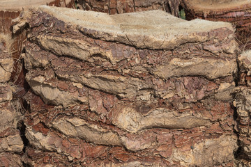 Palmstumpf als Hintergrund, interessante Struktur, Holz, Palme