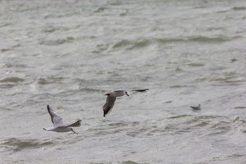 Möwe(n) auf Nahrungssuche über dem Meer