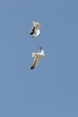 Möwe Amrum