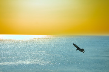 Naklejka premium The sea eagles. Kites over the Indian ocean