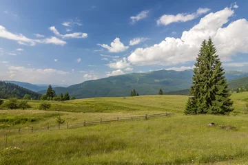 Poster Panorama of Carpathian mountains in summer with lonely pine tree standing in front and puffy clouds and mountain ridges  landscape on background © bilanol