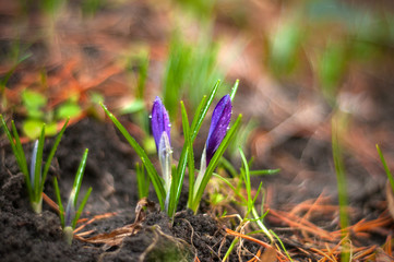 View of magic blooming spring flowers crocus growing in wildlife. Purple crocus growing from earth outside.