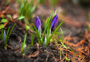 View of magic blooming spring flowers crocus growing in wildlife. Purple crocus growing from earth outside.