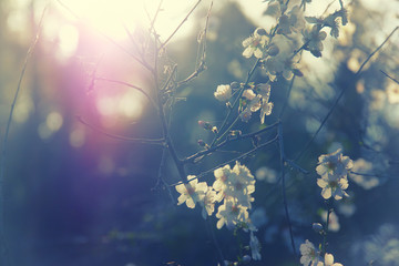 background of spring white cherry blossoms tree