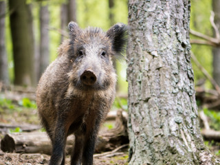großes Wildschwein 5