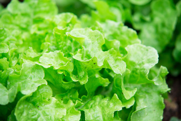 Fresh green oak vegetable in the organic farm