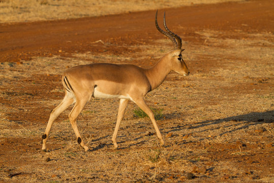 Impala, Madikwe Game Reserve