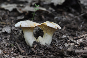 Chanterelle mushroom in the wood, CANTHARELLUS CIBARIUS

