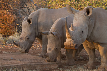 White Rhino, Madikwe Game Reserve