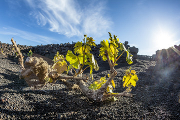  vineyard in Lanzarote island, growing on volcanic soil