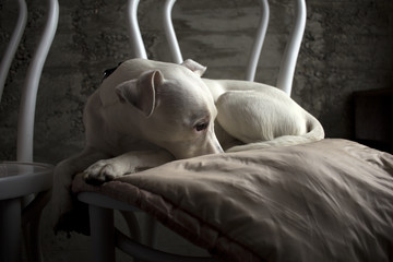 Dog resting on a chair