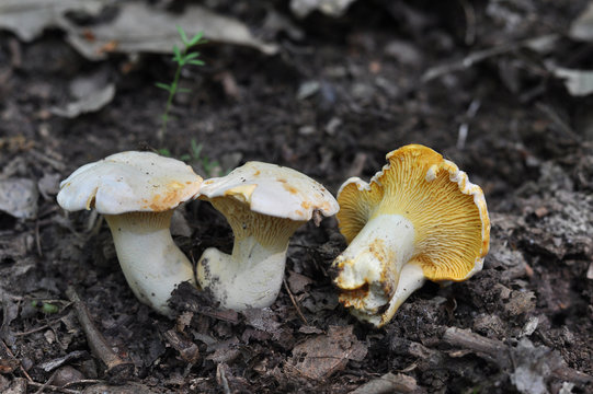 Chanterelle mushroom in the wood, CANTHARELLUS CIBARIUS

