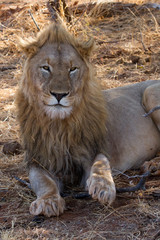 Lion, Madikwe Game Reserve