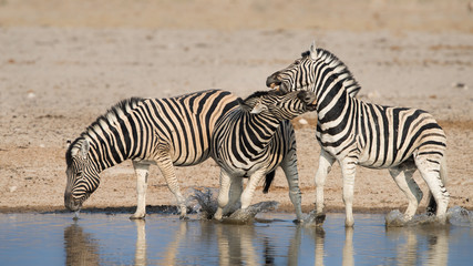 Fototapeta na wymiar Zebra aggression