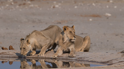 Young male lion reflection