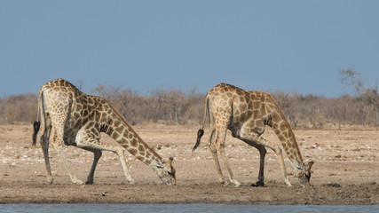 Naklejka na ściany i meble Giraffes drinking water