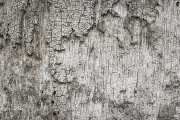 Obraz premium Old Wooden bark texture