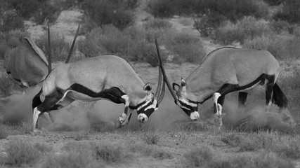 Gemsbok fighting