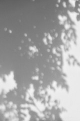 Shadow of leaves and tree on faded painted wall