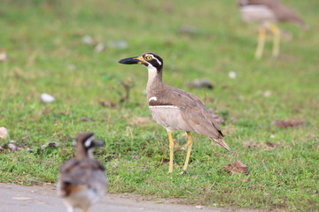 Beach Stone-Curlew or Beach Thick-knee (Orthorhamphus magnirostris) in Bali Barat National Park, Bali Island, Indonesia
