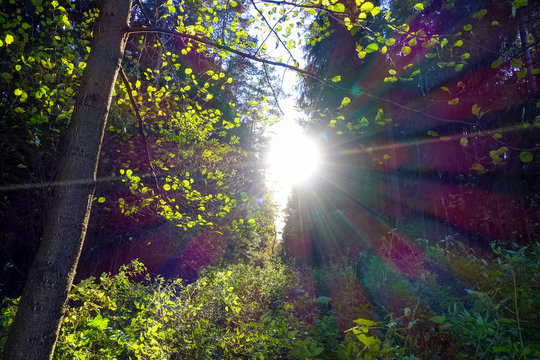 Fototapeta The sun through trees
