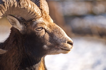 Tiere Wildpark Leipzig