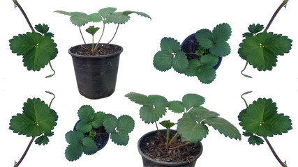 Dating from Burberry