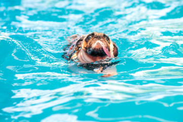 Funny a cute dog Pug swim at a local public pool with tongue out and life vest