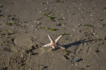 starfish on the beach