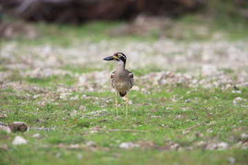 Beach Stone-Curlew or Beach Thick-knee (Orthorhamphus magnirostris) in Bali Barat National Park, Bali Island, Indonesia
