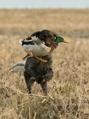 A hunting dog with a Drake Mallard duck