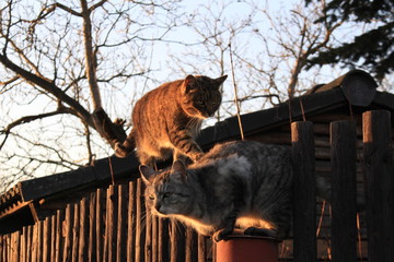 Cat´s on fence / These are two cat´s in the country.