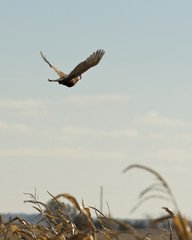 Flying Rooster Pheasant over a cornfield