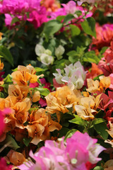 Obraz premium Meadow of Bright Mixed Bougainvillea Flowers 