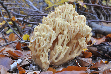 Yellow coral-like Ramaria mushroom