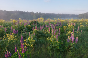 Landscape with flowering lupine early summer sunny misty morning