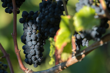 Fototapeta premium Wein 2017